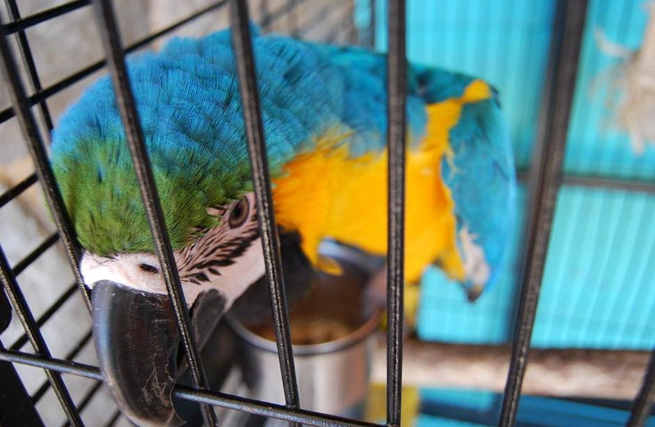 parrot